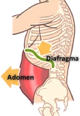 Teoría abdomino-frénica: relajación diafragmática y de la musculatura abdominal.